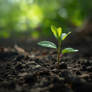 Forest Circle-Sapling